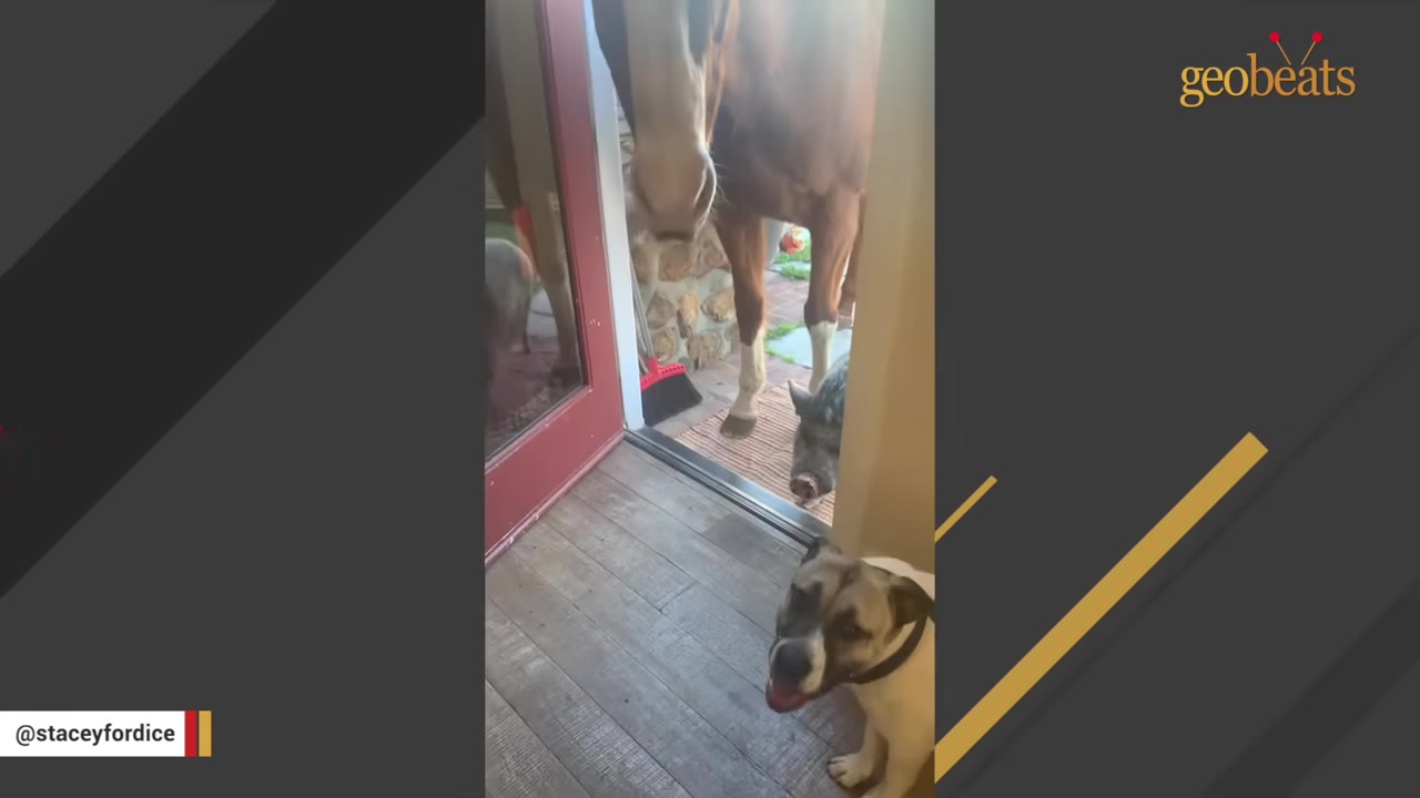A dog stands inside an open doorway looking out at a large brown horse and a small pig standing on the porch.