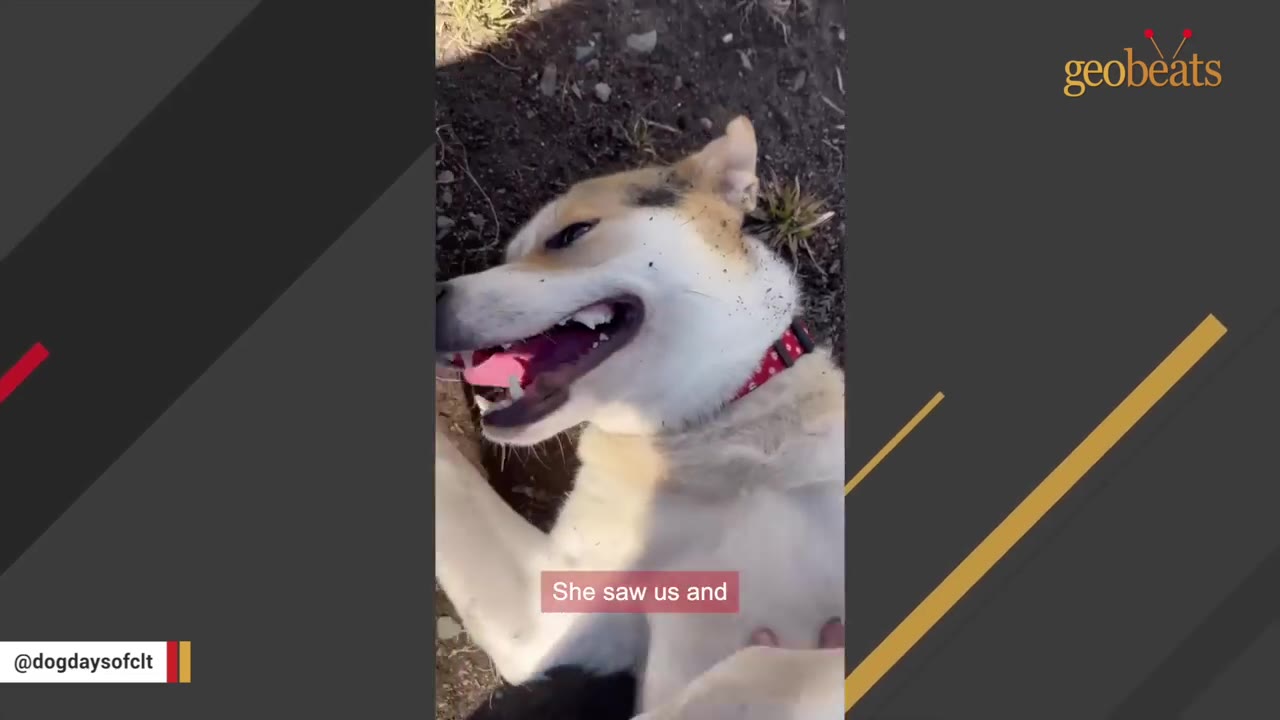 A close-up shot of a light-colored dog lying on its back on the ground, looking up happily with its mouth open while being petted.