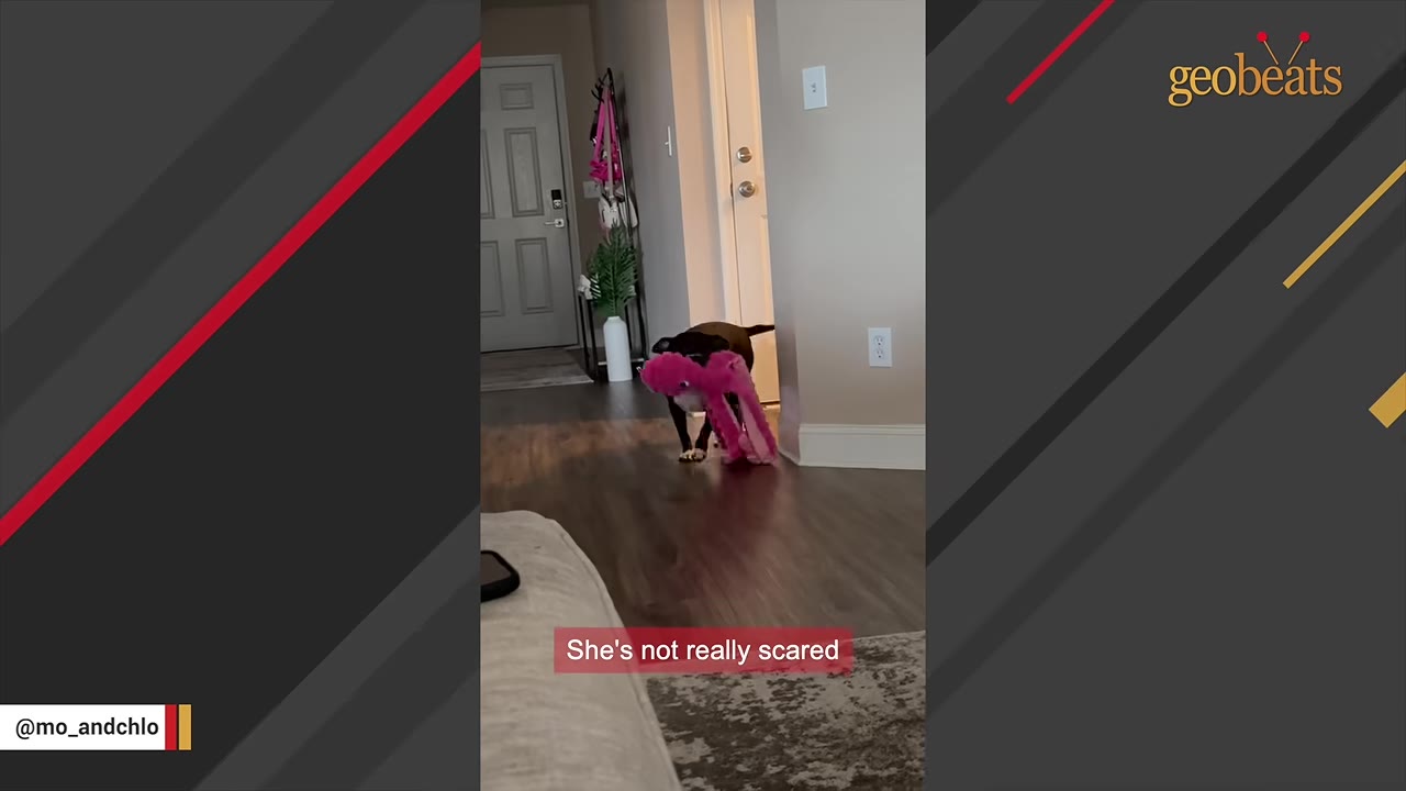 A small black and white dog walks through a hallway carrying a large pink plush toy in its mouth.