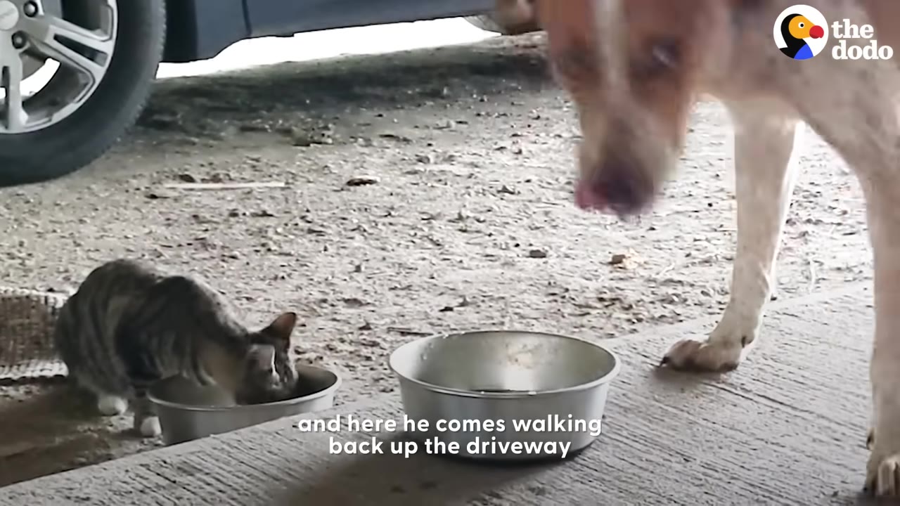 A brown and white dog stands near a small tabby cat eating from a metal bowl on a concrete driveway.