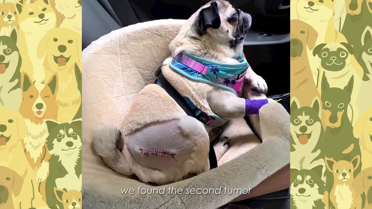A pug sitting in a car seat with a shaved patch on its hind leg showing a surgical incision with stitches, with text overlay reading 'we found the second tumor'.