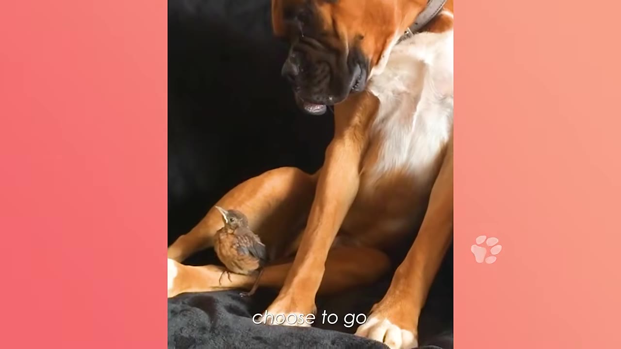 A brown and white boxer dog sitting down and looking gently at a small brown bird perched on its leg.