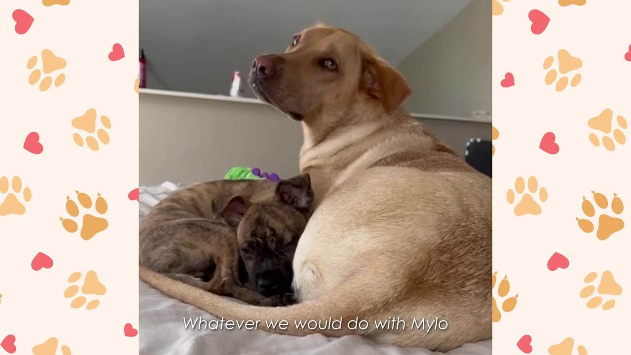 A small brindle puppy snuggles closely against the back of a larger tan dog lying on a bed.