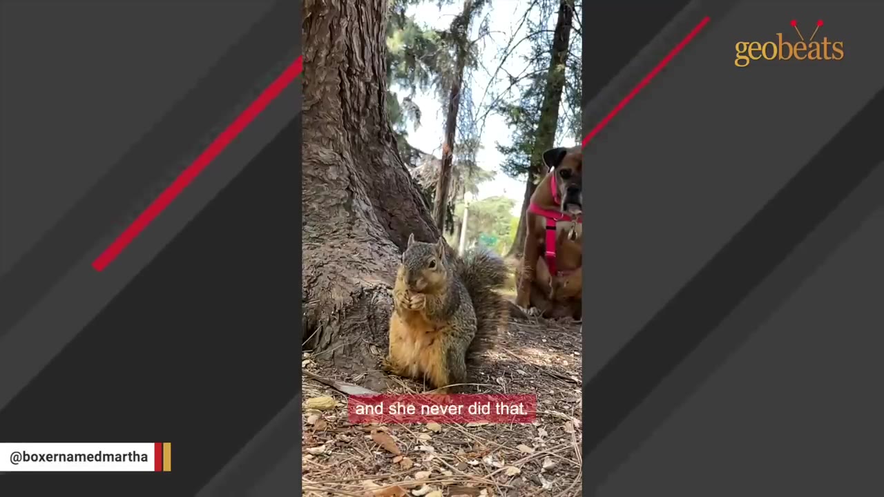 A squirrel sits at the base of a large tree trunk eating, while a boxer dog wearing a pink harness sits calmly in the background.