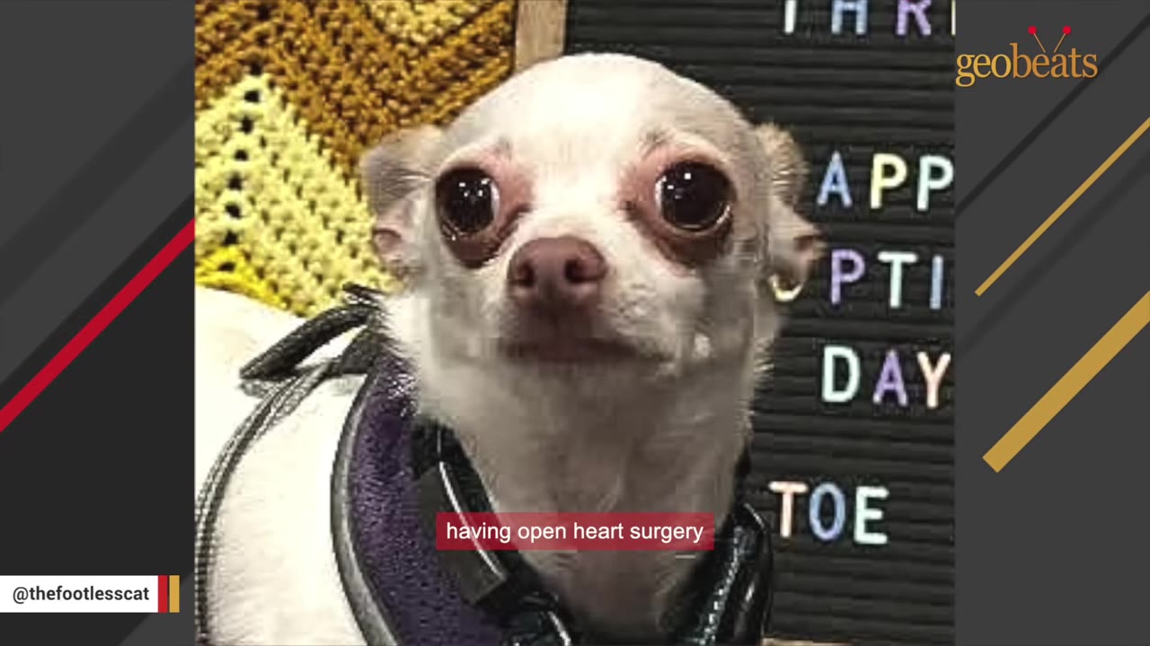 A close-up portrait of a small white Chihuahua with large, dark eyes wearing a purple harness.