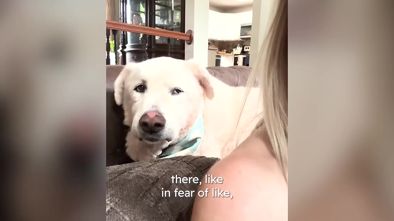 A large white dog with a pink spot on its nose sits cautiously on a couch inside a home, looking towards the camera with a hesitant expression.