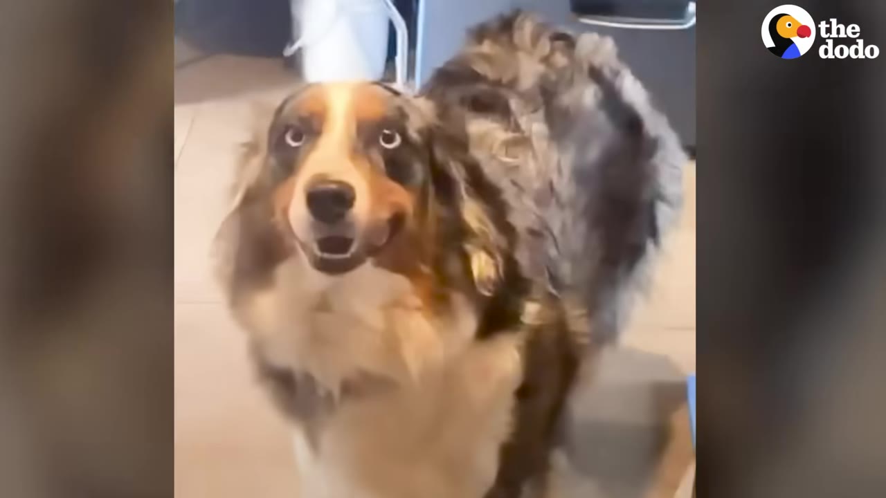 An Australian Shepherd dog with wide, anxious eyes looking directly at the camera.