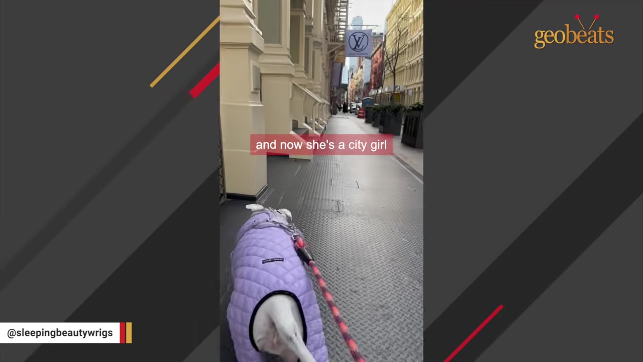 A white dog wearing a purple quilted coat walks on a leash down a city sidewalk.