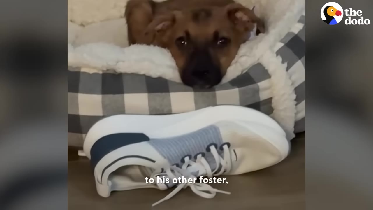 A small brown puppy with dark ears rests its chin on the edge of a plaid dog bed, looking directly at the camera with a white and blue sneaker sitting on the floor in front of the bed.