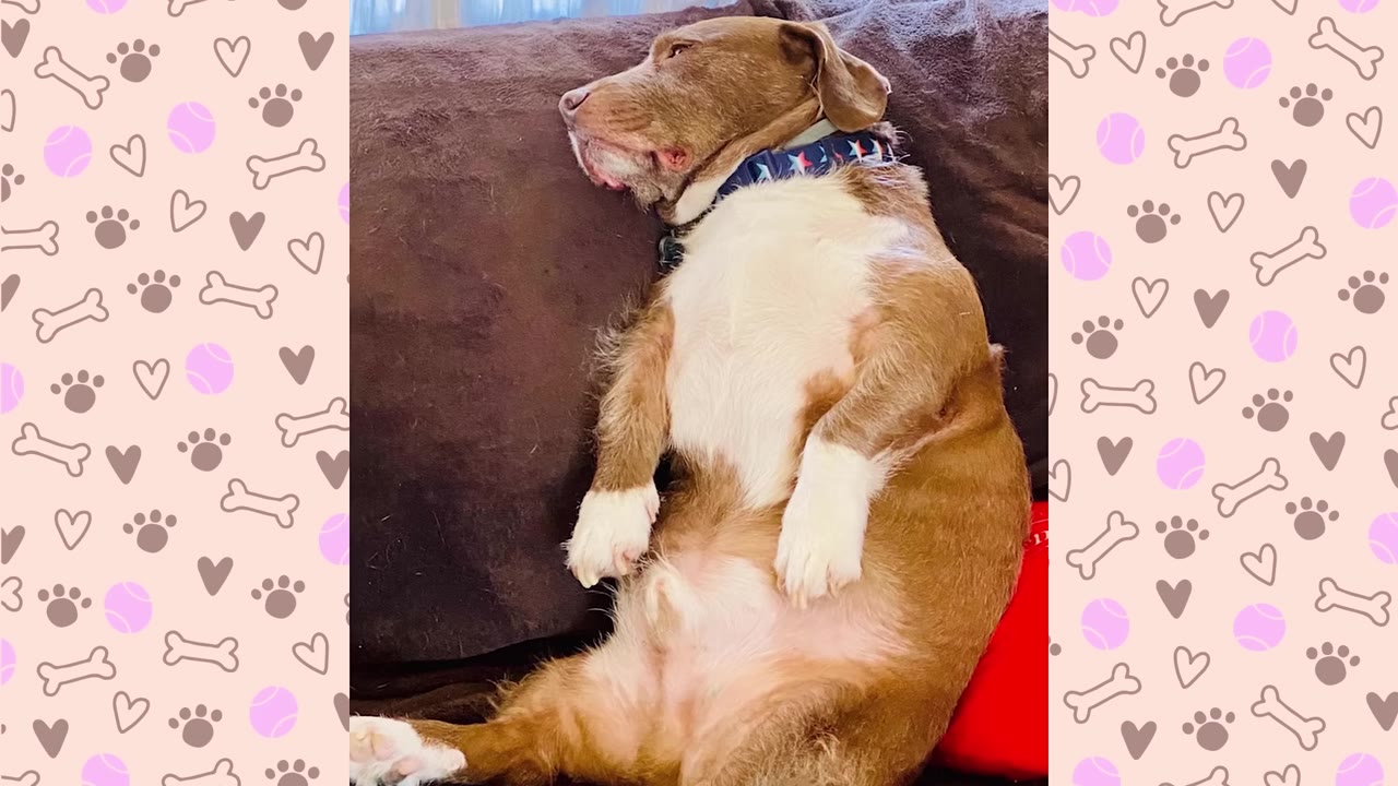 A brown and white dog named Hank sleeping peacefully on his back on a brown couch, showing his belly in a relaxed posture.