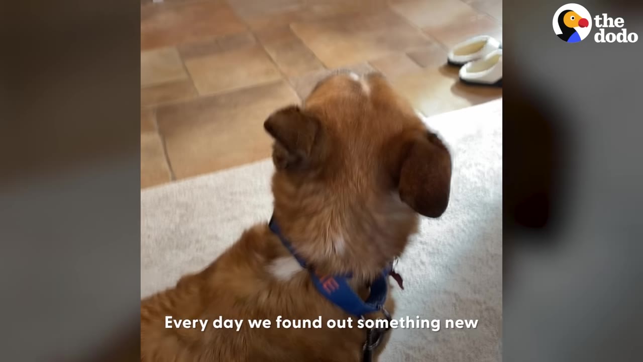 A brown dog wearing a blue collar sits on a white rug and looks toward a tiled floor.