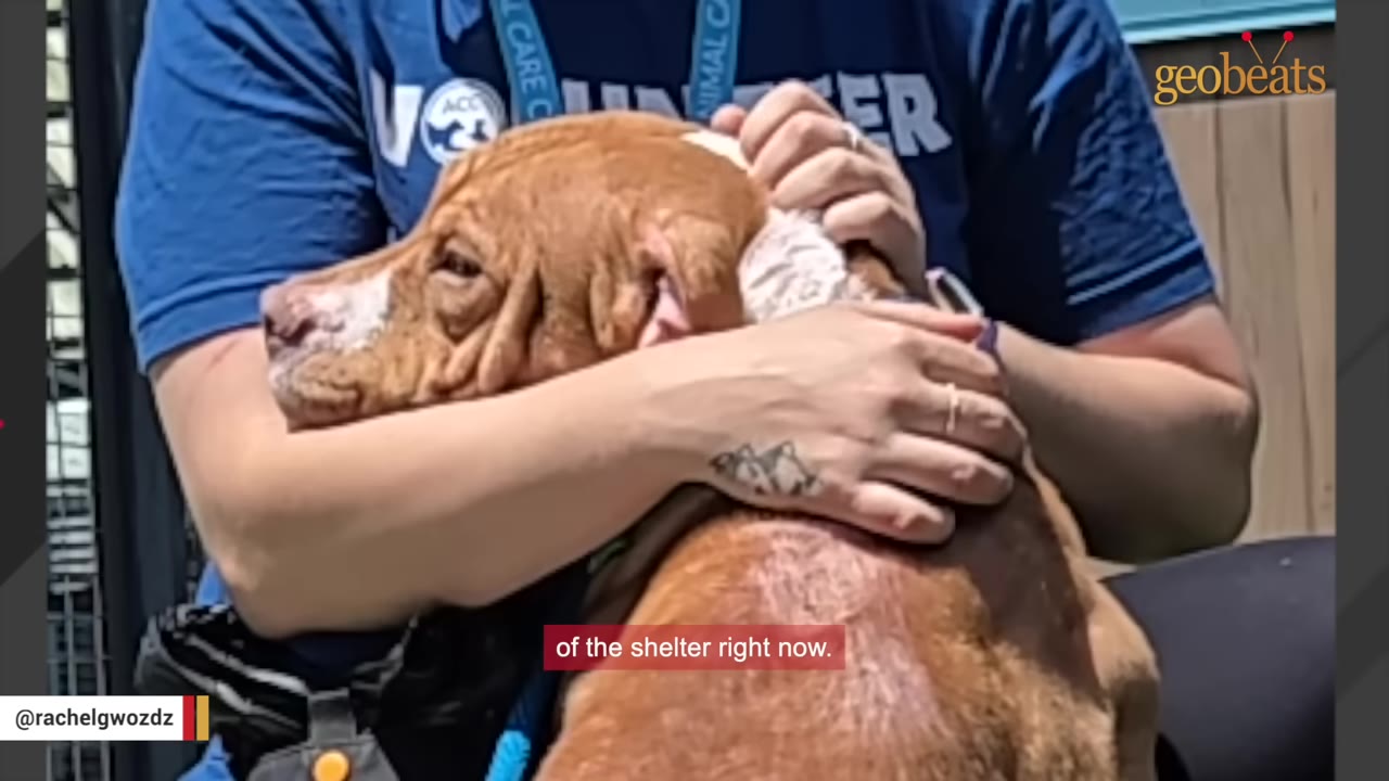 A volunteer wearing a blue shirt hugs a brown and white dog closely, comforting the dog.
