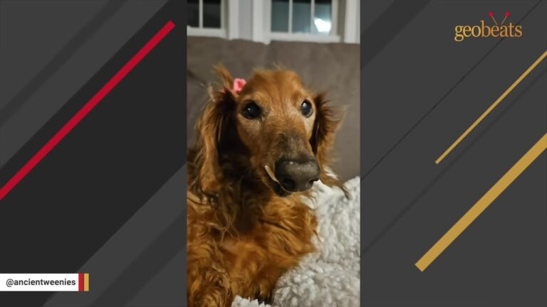 Ohio Dog With Dementia Forgets Where He Is But Never Forgets One Important Thing