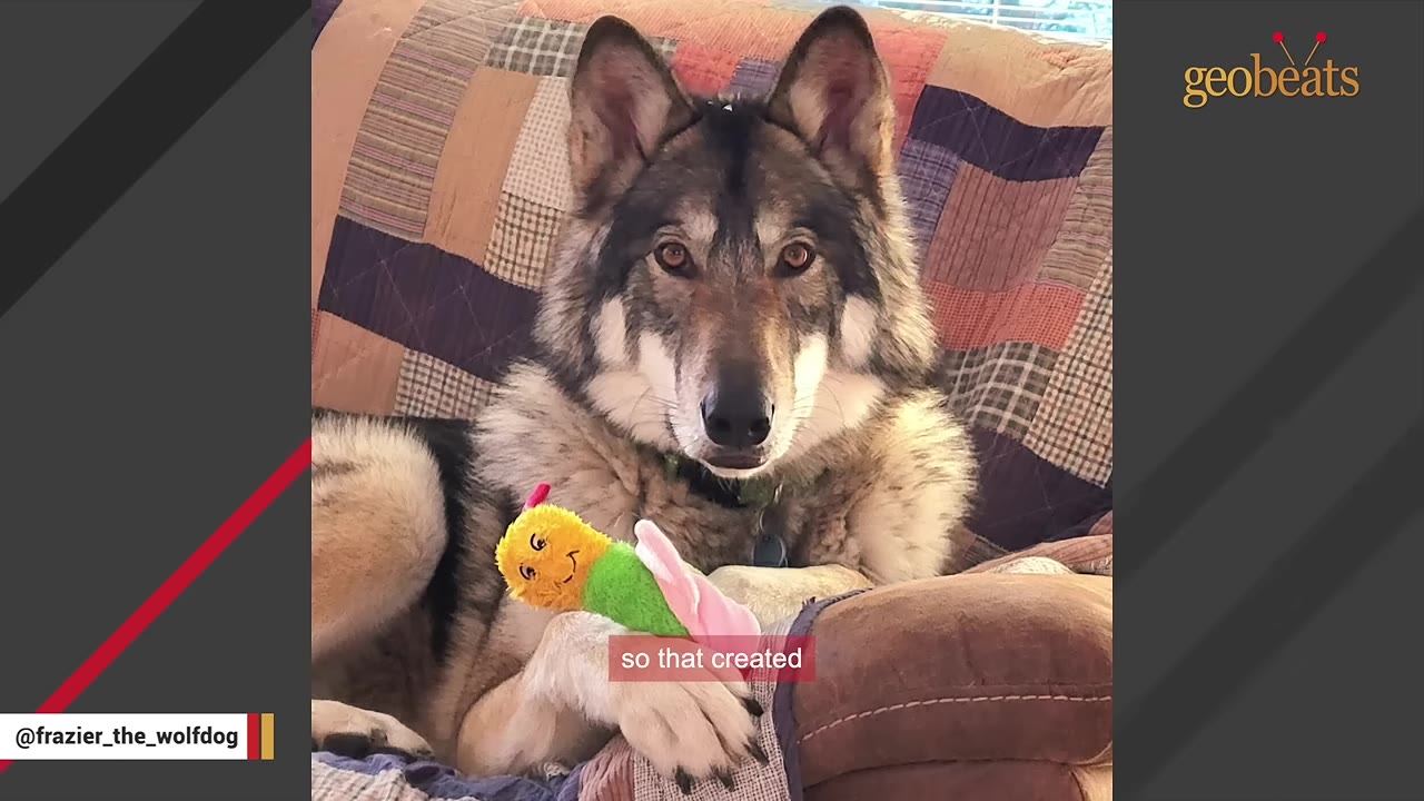 A wolfdog named Frazier sits comfortably on a colorful patchwork quilt-covered couch, holding a plush caterpillar toy under his paw.