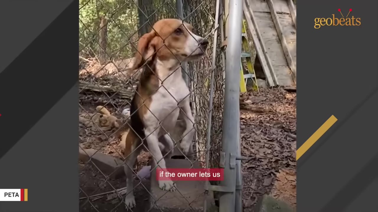 A beagle stands on its hind legs behind a chain-link fence, looking out, with a subtitle that reads 'if the owner lets us'.