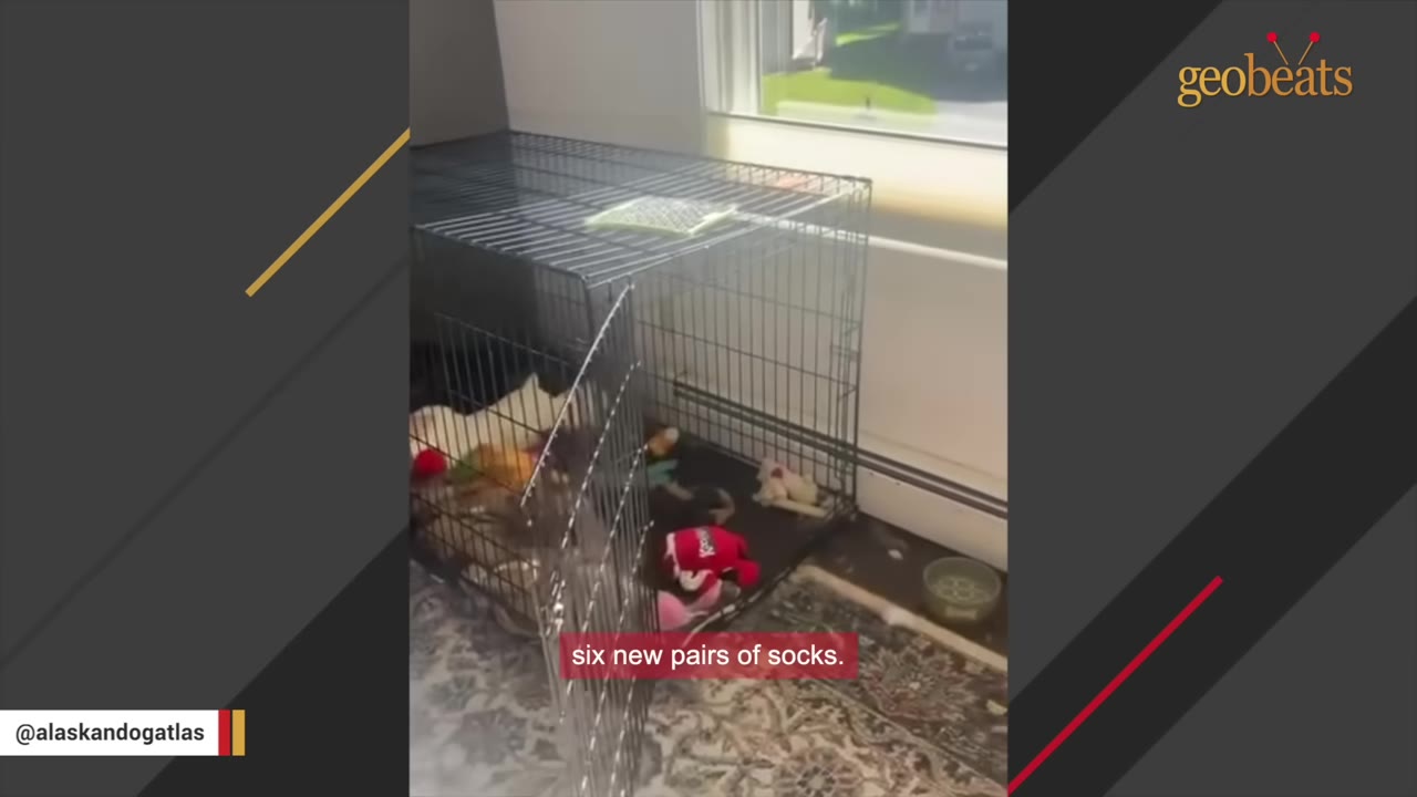 A wire dog crate sitting on a patterned rug near a window, filled with various toys and socks.