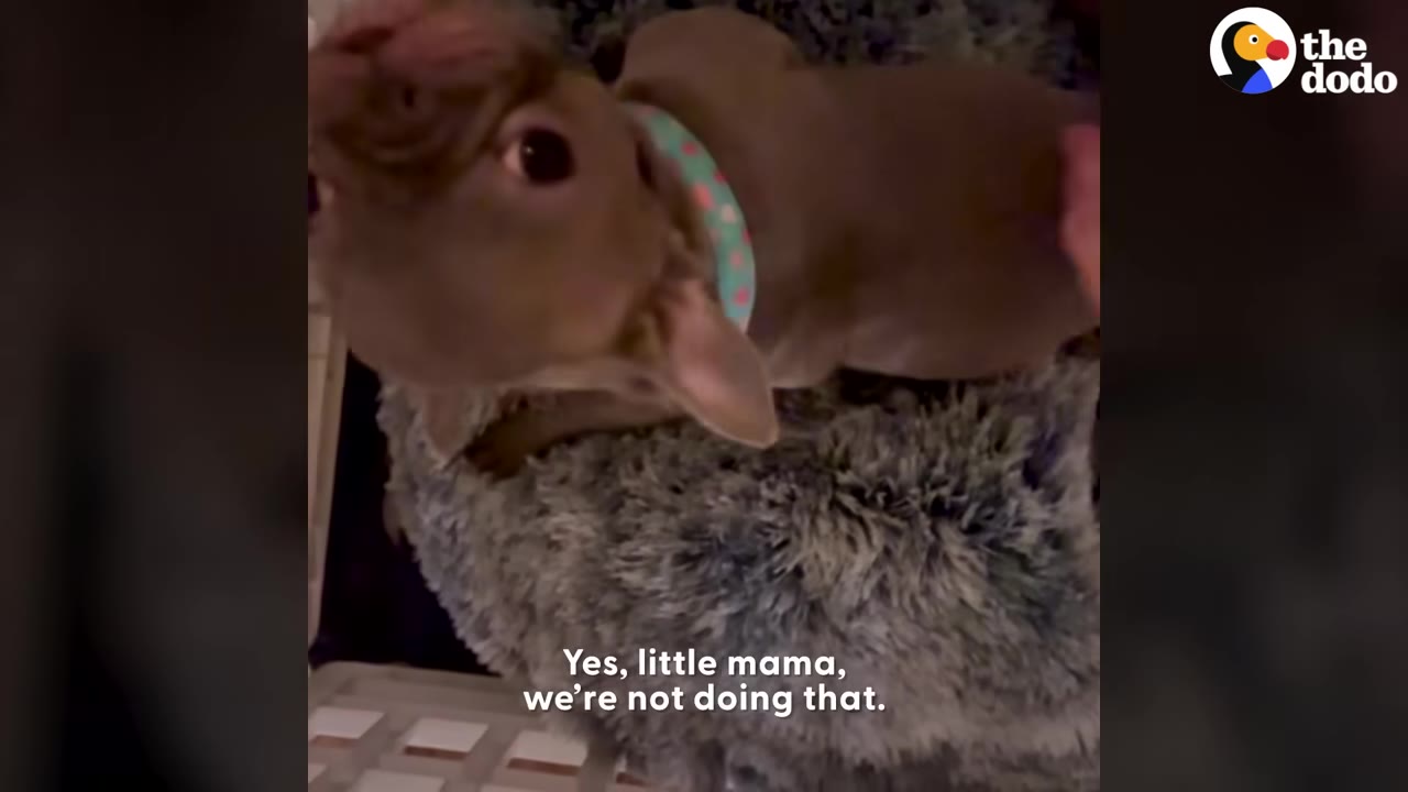 A small brown dog wearing a teal collar with pink hearts sits on a fluffy grey dog bed while being gently petted by a hand.