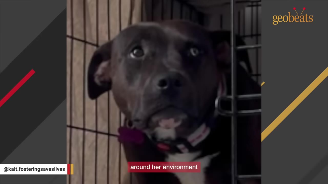 A close-up of a dark-colored dog with wide, frightened eyes looking out from inside a wire crate.