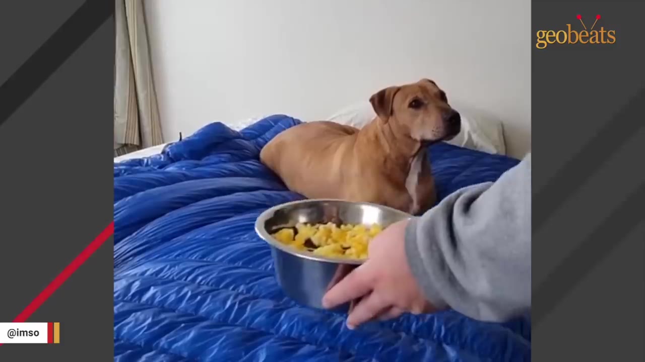 A tan dog lies on a large blue puffer blanket while a person's hand holds a metal bowl filled with yellow food in the foreground.