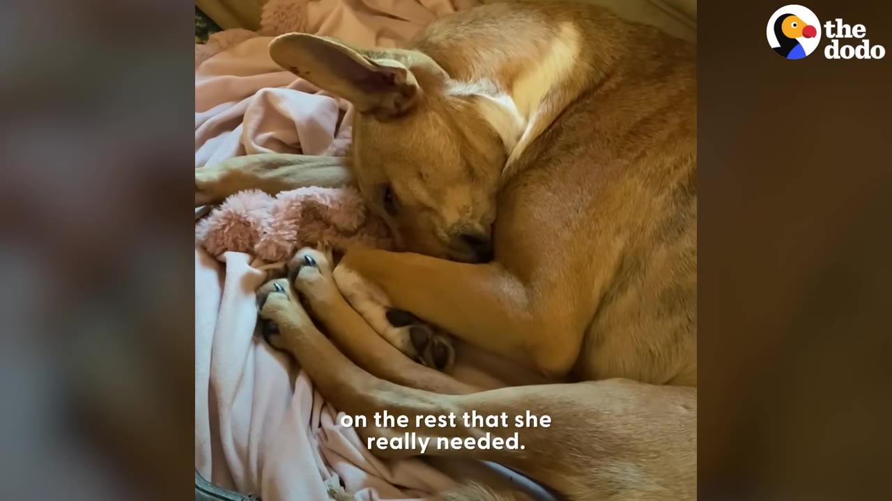 A tan dog curled up asleep on a soft pink blanket.