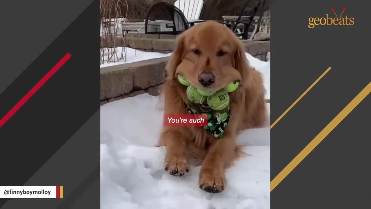 A golden retriever lying in the snow with several green tennis balls stuffed inside its mouth.