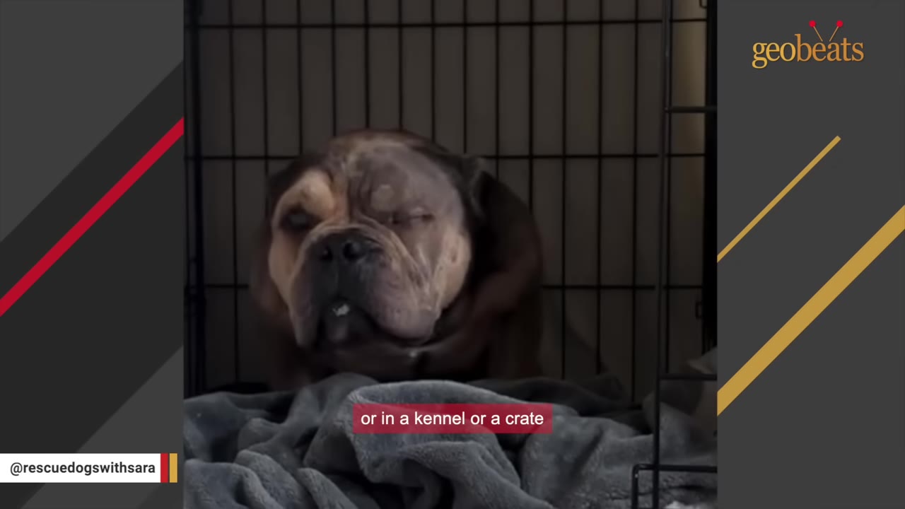 A brown and tan bulldog sits inside a wire crate on top of a grey blanket, looking forward with a sad expression.