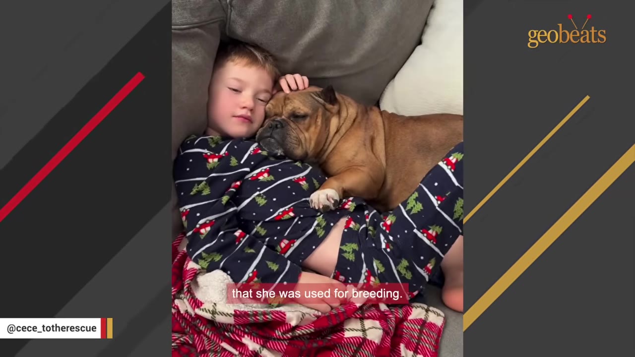 A young boy in patterned pajamas lies on a couch cuddling with a brown bulldog, with a caption reading 'that she was used for breeding.'