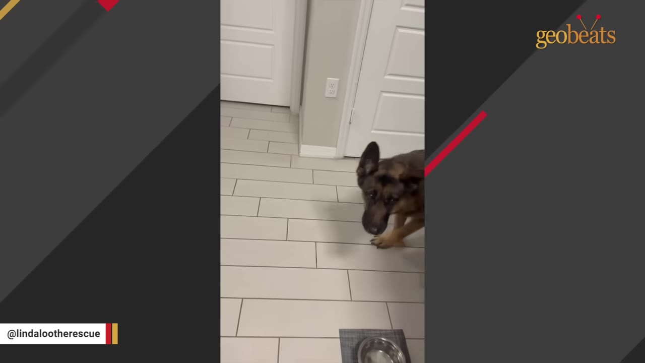 A German Shepherd dog stands cautiously on a tiled floor inside a house near a doorway.