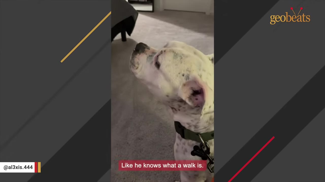 A white dog with black spots and a green collar looks up expectantly, with a subtitle reading 'Like he knows what a walk is.'