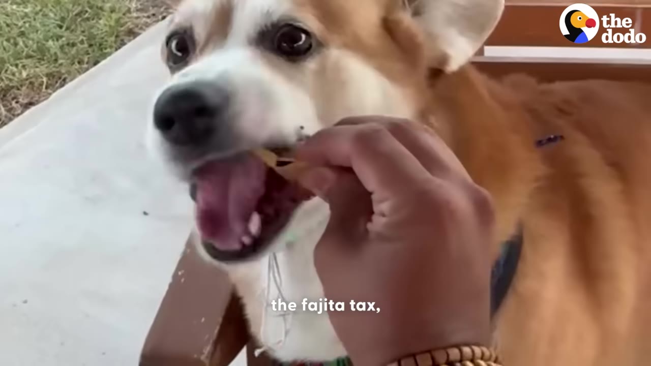 A close-up of a corgi with its mouth open, taking a piece of food from a person's hand.
