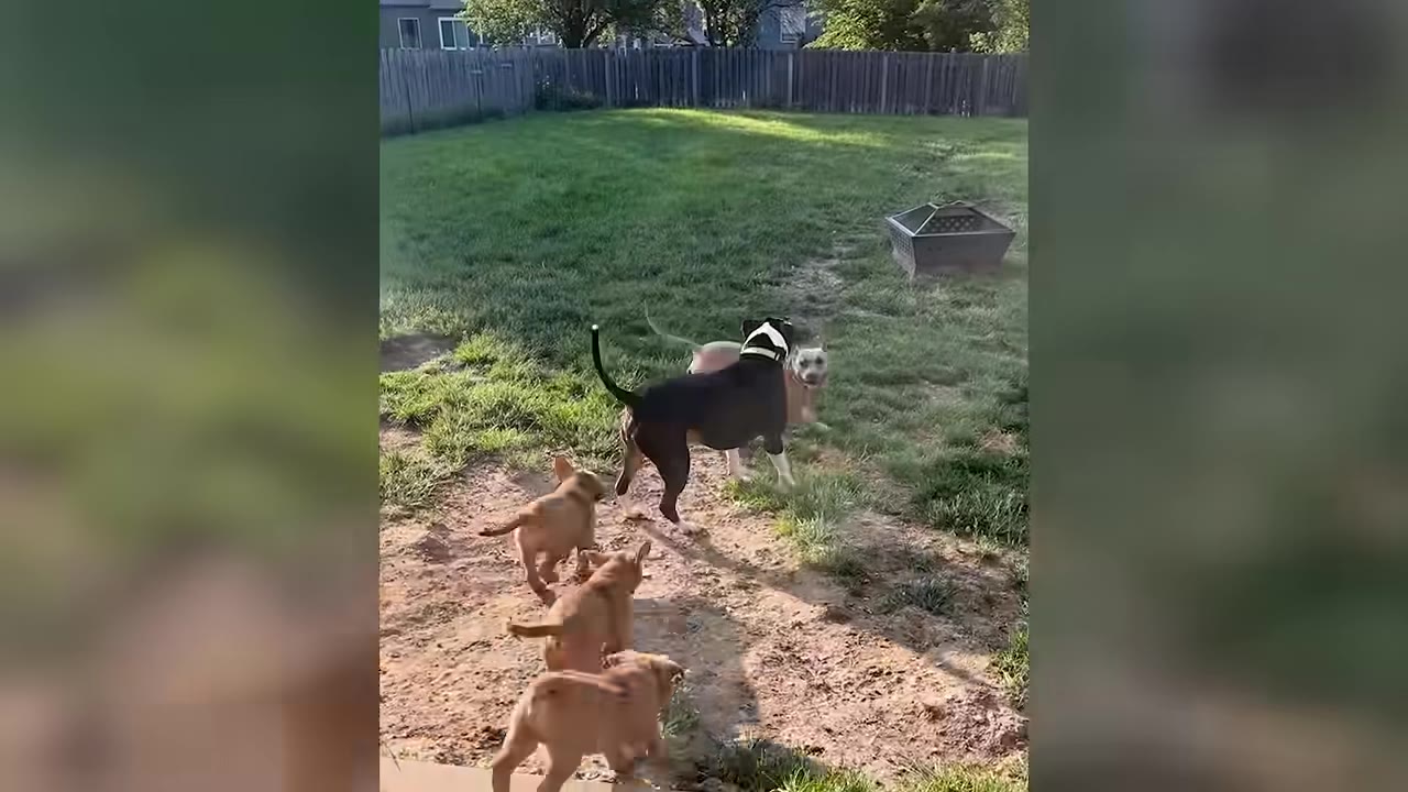 A black and white dog and a tan dog stand together in a grassy backyard as three small tan puppies run toward them.
