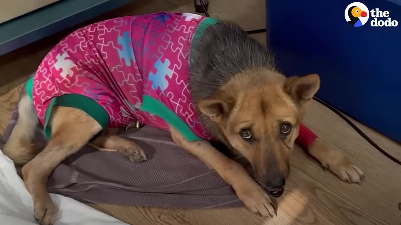A brown dog wearing a pink puzzle-patterned shirt lies on a blanket, looking up at the camera with wide, sad eyes.