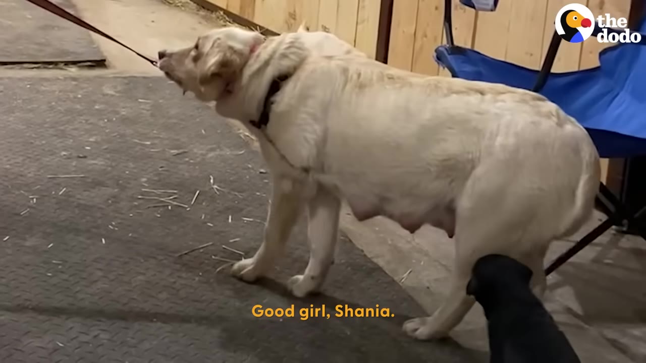 A light-colored dog pulls back tensely against a leash in an indoor barn setting.