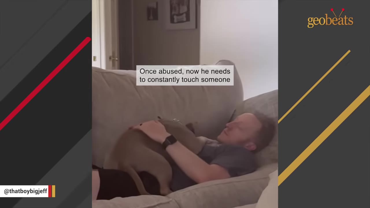 A small brown dog lies curled up on the chest of a man who is resting on a light-colored couch.