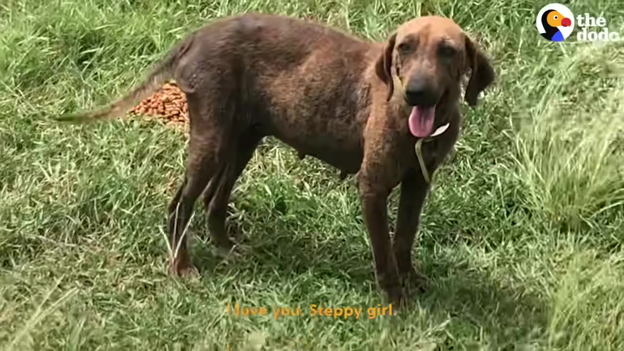 A brown dog stands in a grassy field, looking happily towards the camera with her tongue out, while a pile of dog food sits untouched on the grass behind her.