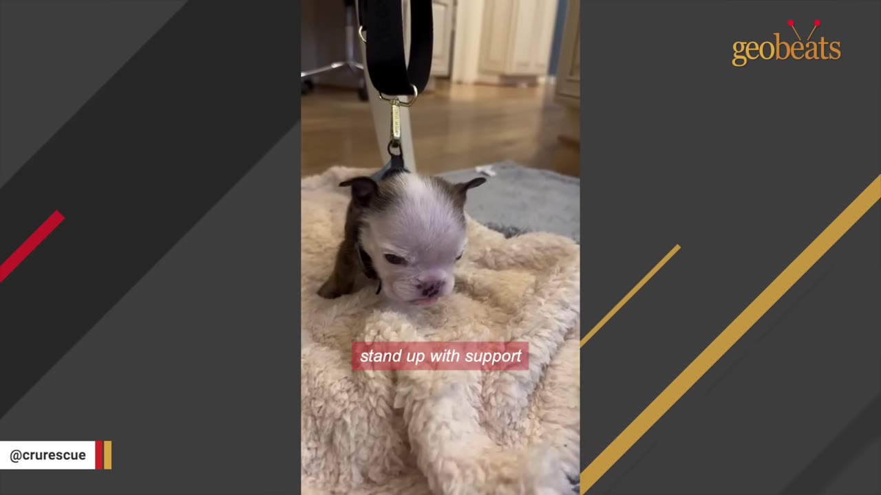 A tiny brown and white puppy wearing a small black harness attached to a strap hanging from above, helping him stand on a fluffy beige blanket on the floor.