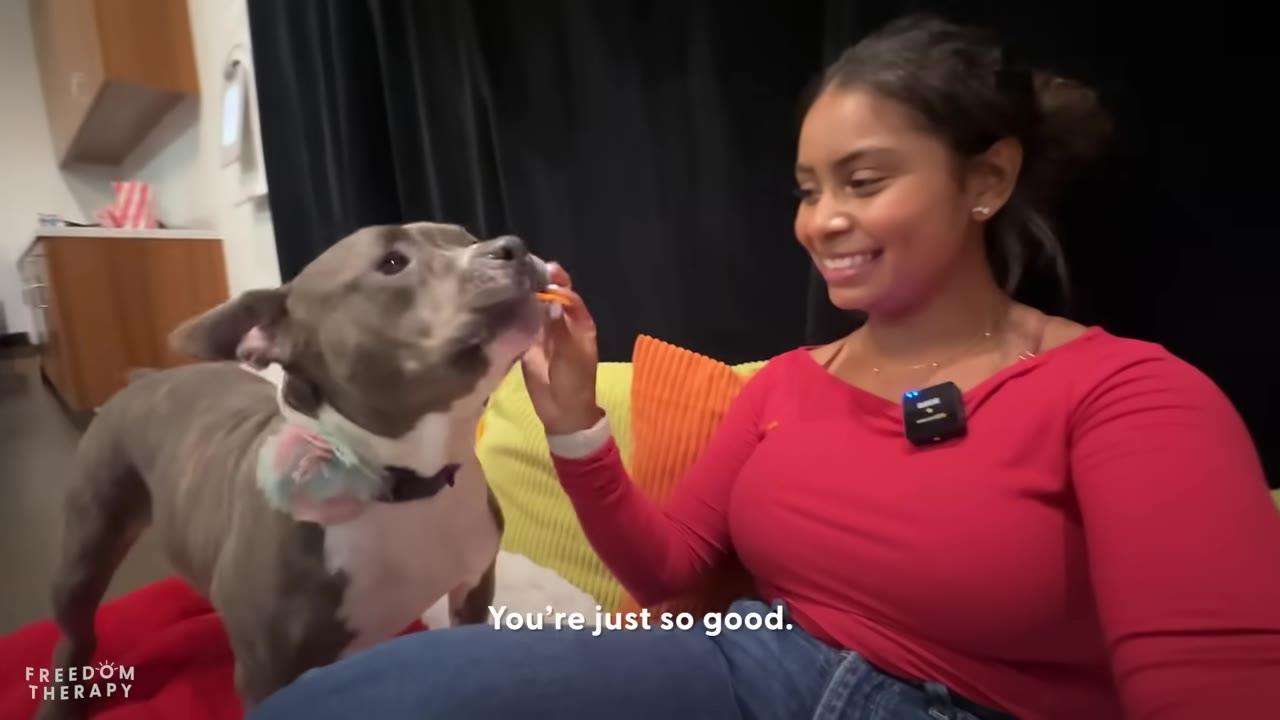 A grey and white senior dog stands on a red cushion and gently takes a treat from a smiling woman wearing a red shirt.