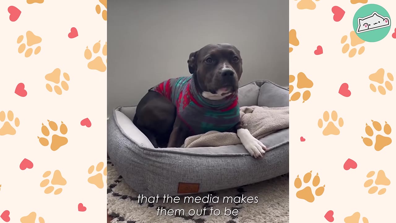 A dark-colored pit bull wearing a colorful sweater sits calmly in a grey dog bed, looking directly at the camera with a gentle expression.