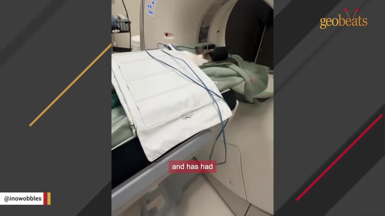 A dog lying on a medical scanning table being prepared for an MRI or CT scan.