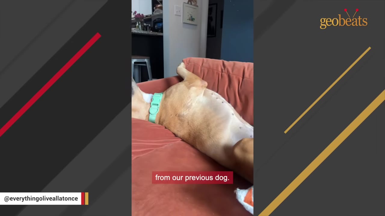 A tan dog wearing a light green collar lies relaxed on its back on a pinkish-orange couch, exposing its belly.