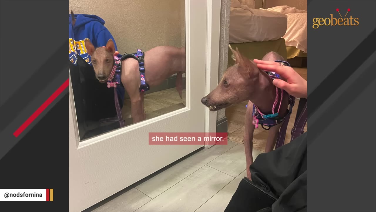 A hairless dog wearing a colorful harness stands in front of a full-length mirror, looking at her reflection while a hand gently pets her head.