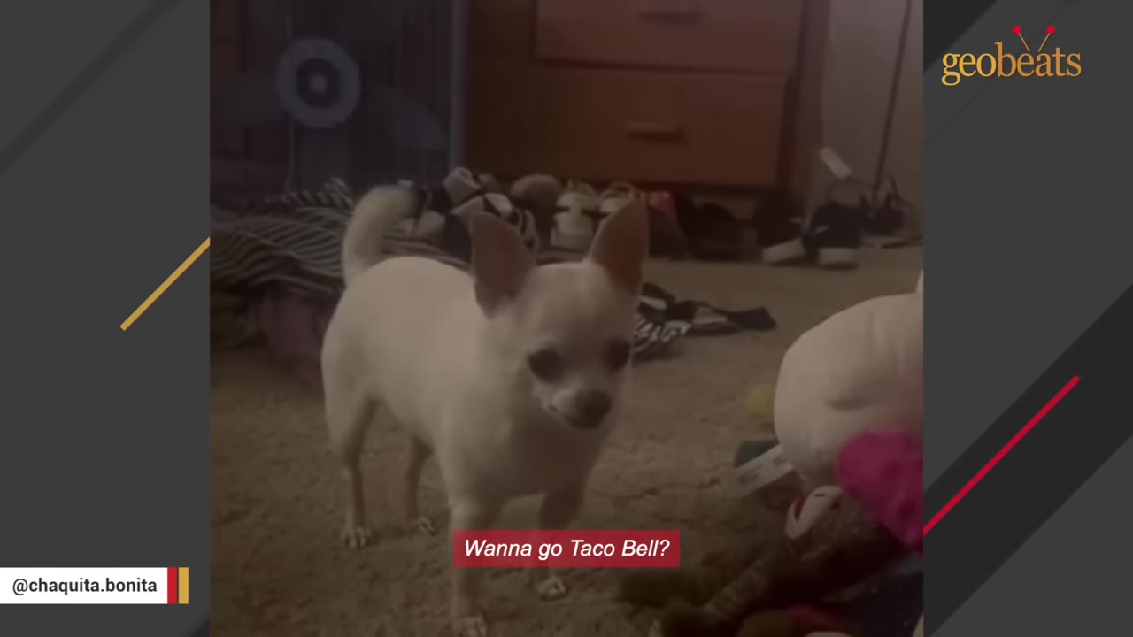 A small white Chihuahua stands alertly on a carpeted floor indoors, looking towards the camera with perked ears.