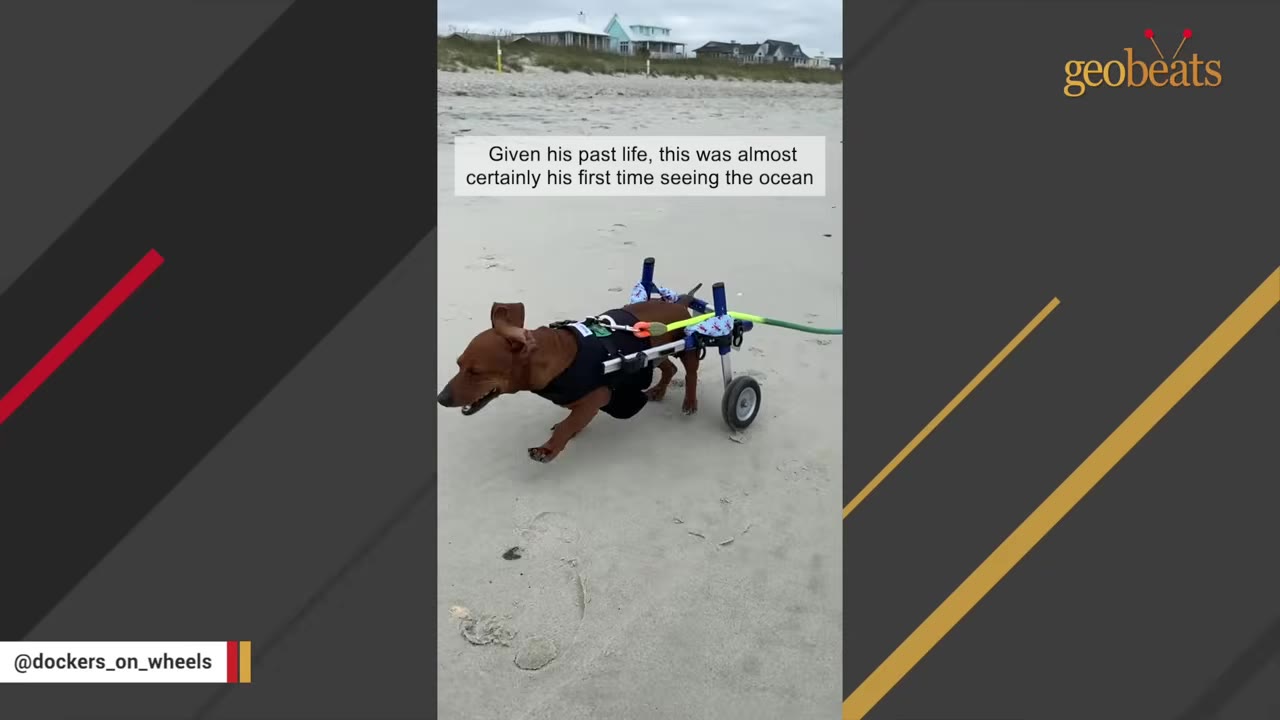 A brown dachshund wearing a black vest and using a blue two-wheeled cart runs happily across a sandy beach.