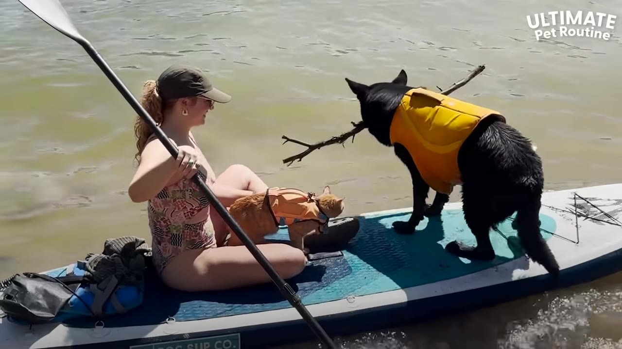 A woman in a swimsuit and cap sits on a paddleboard on the water with an orange cat and a black dog, both wearing life jackets, as the dog holds a stick in its mouth.