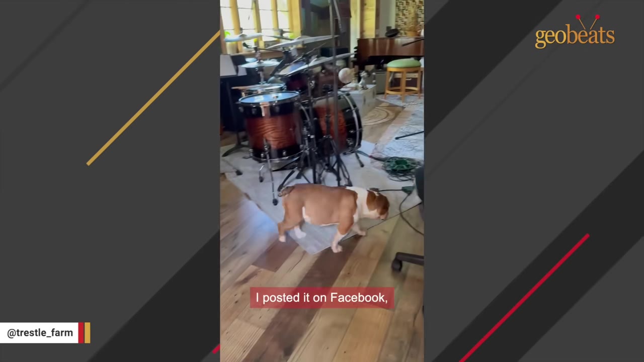 A brown and white bulldog walks across a wooden floor in a room with a drum set, with a subtitle that reads 'I posted it on Facebook,'.