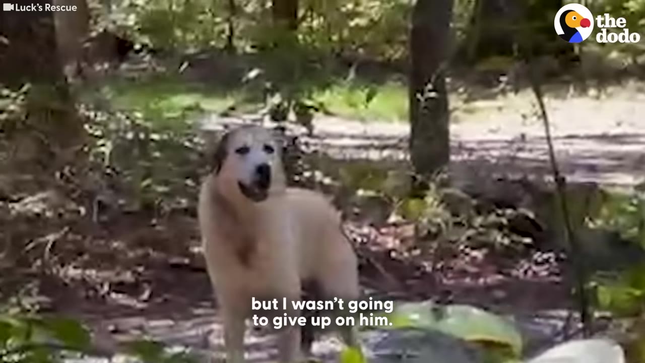 A light-colored dog stands in a wooded area, looking cautiously toward the camera.