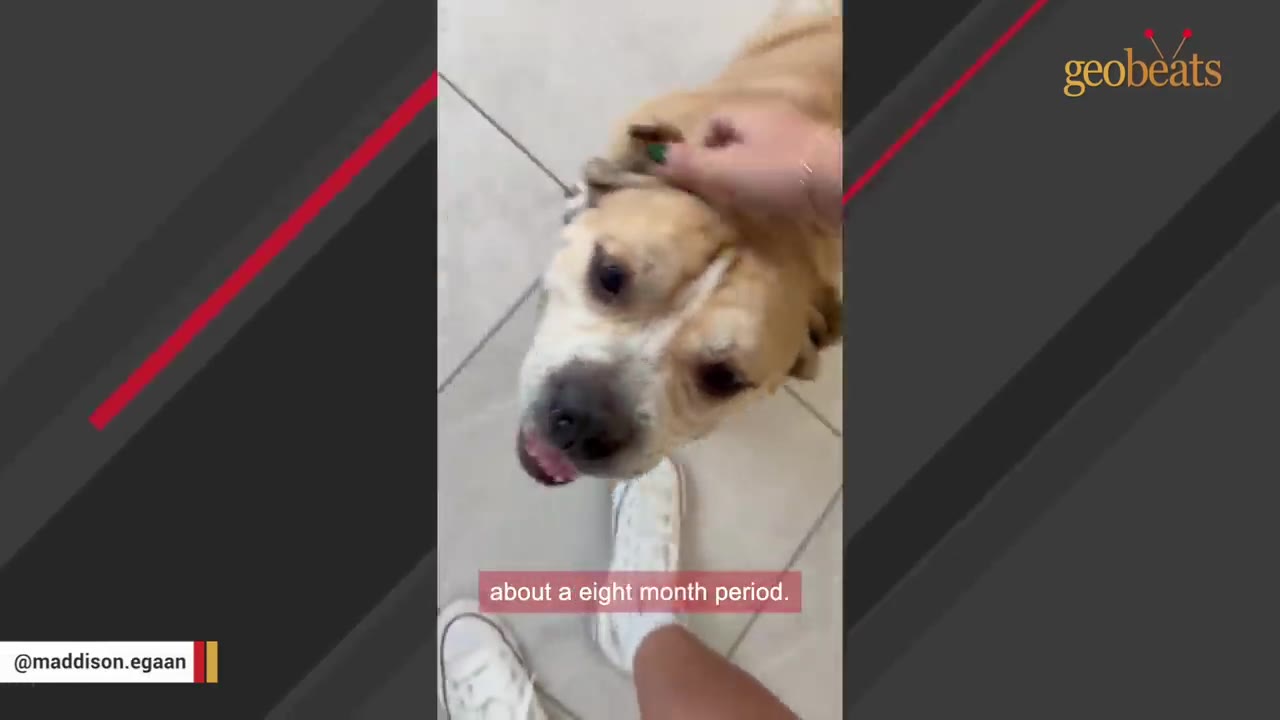 A close-up shot of a light brown dog being petted on the head by a person wearing white sneakers.