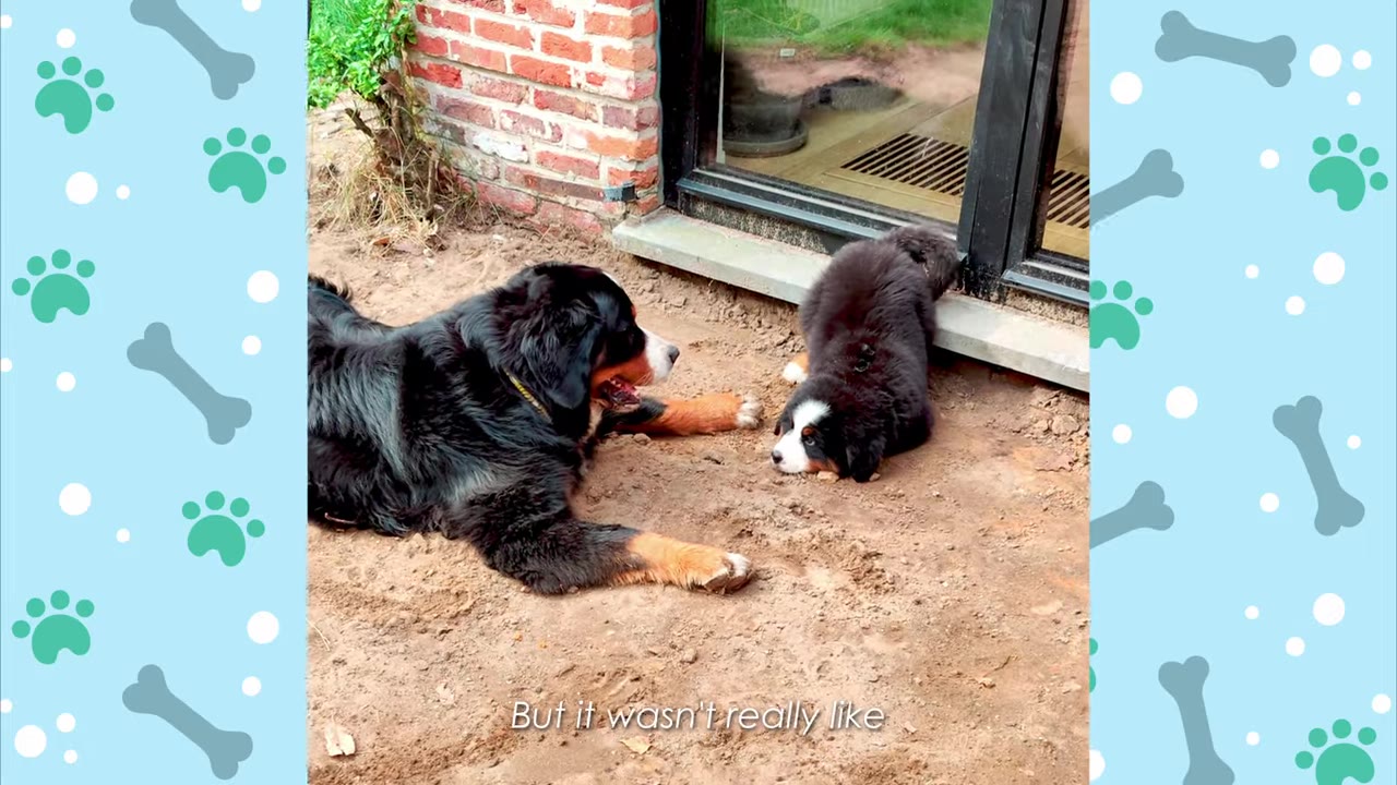 An adult Bernese Mountain Dog and a Bernese Mountain Dog puppy lie on the dirt ground facing each other.