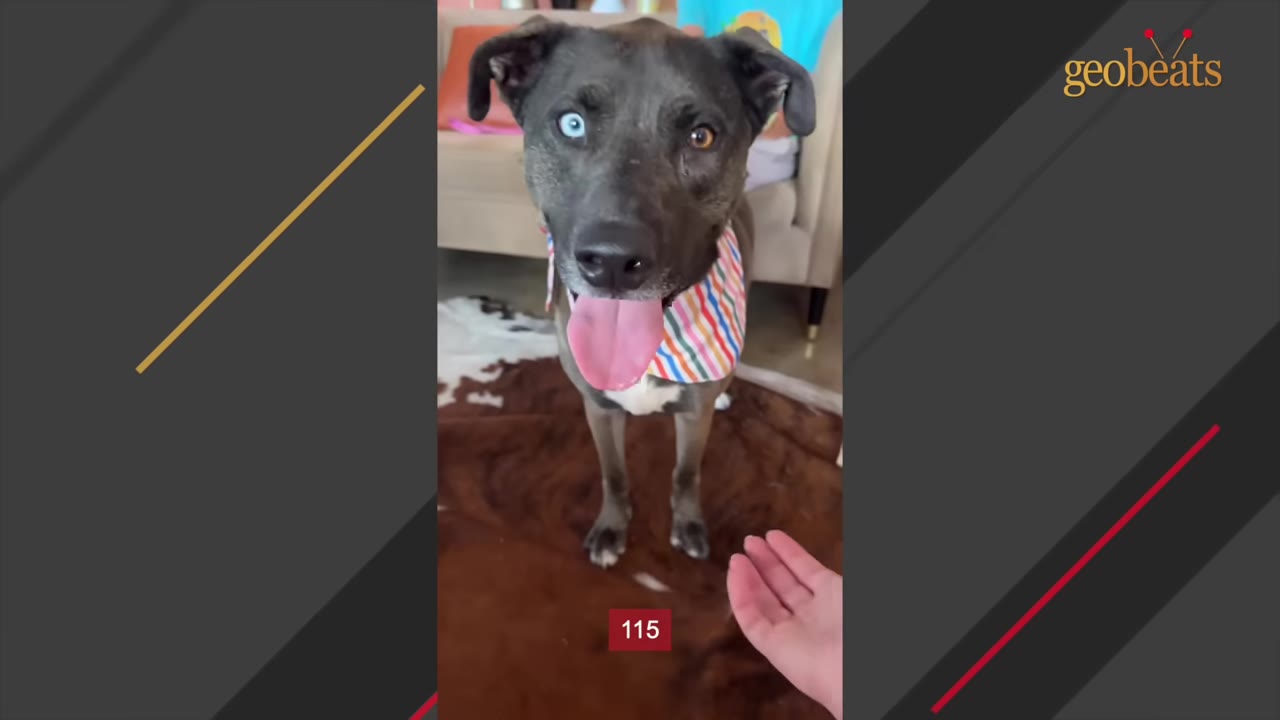A dog with one blue eye and one brown eye stands indoors, panting with its tongue out, wearing a colorful striped bandana.