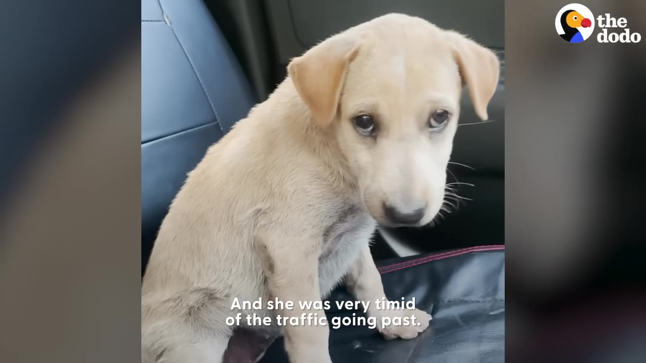 A small, light-colored puppy sits on a black car seat, looking timidly down with sad eyes.